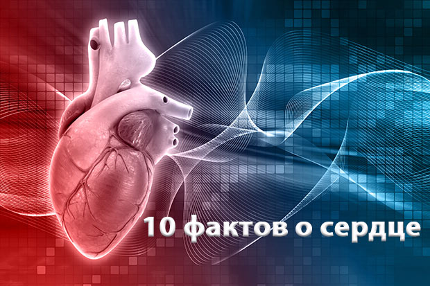 Интернет-проект «Вестник ЗОЖ». 10 фактов про сердце