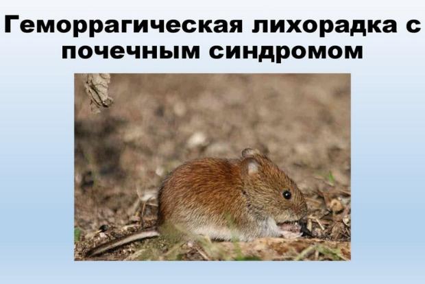Интернет-проект «Вестник ЗОЖ». Геморрагическая лихорадка с почечным синдромом (ГЛПС) Интернет-проект «Вестник ЗОЖ». Геморрагическая лихорадка с почечным синдромом (ГЛПС)