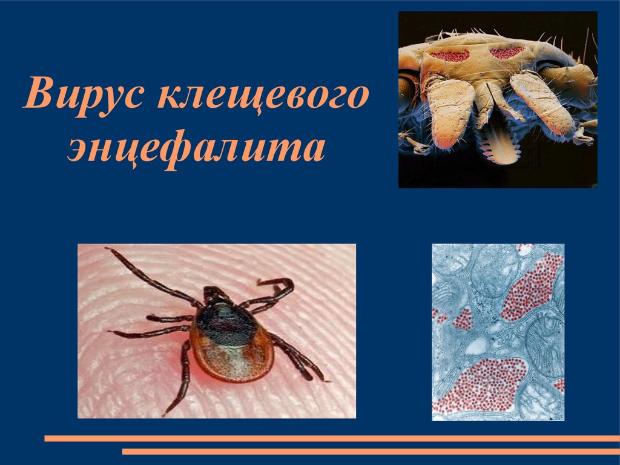 Интернет-проект «Вестник ЗОЖ». О мерах профилактики клещевого вирусного энцефалита Интернет-проект «Вестник ЗОЖ». О мерах профилактики клещевого вирусного энцефалита