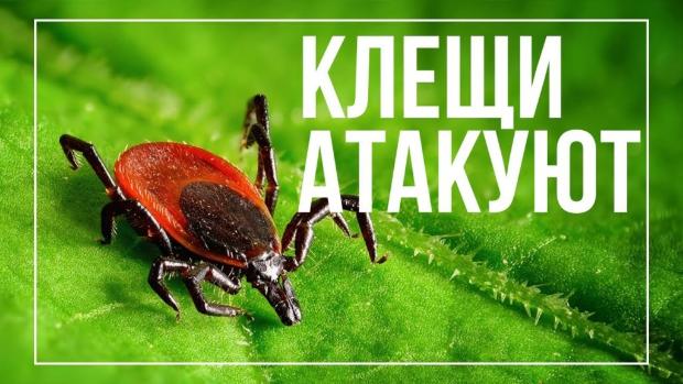 Вестник ЗОЖ. Осторожно - клещи! Вестник ЗОЖ. Осторожно - клещи!