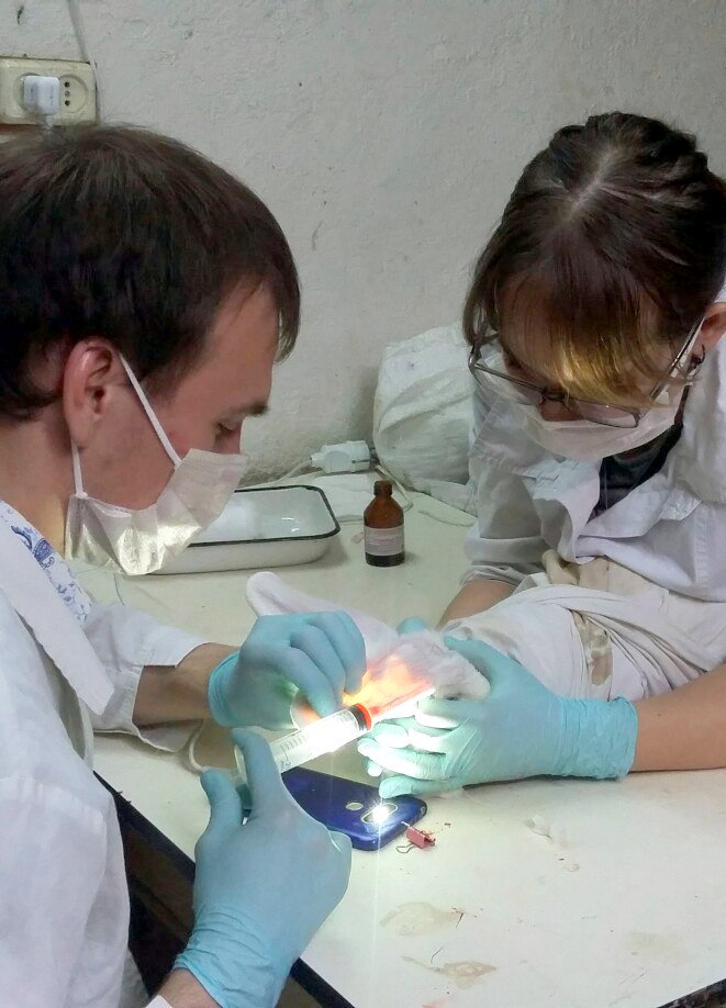 Студенты Кравченко В. и Корсакова У. проводят эксперимент - моделируют доксорубициновую кардиомиопатию. Научный руководитель асс. Харина В.И..jpg